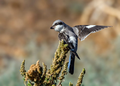 Great grey shrike