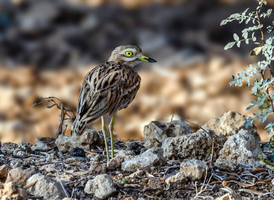 Stone Curlew