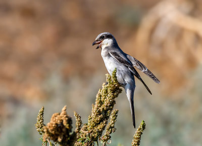 Grey shrike in a vocal performance