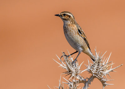 Stonechat