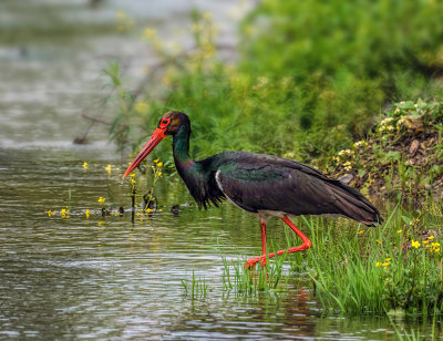 The striking stork