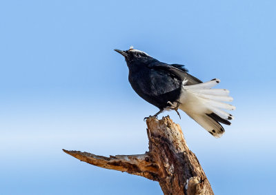 White crowned wheatear