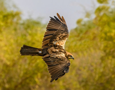 Marsh harrier