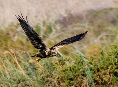 Marsh harrier