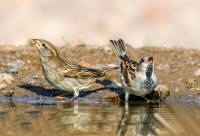 Sparrows quenching their thirst