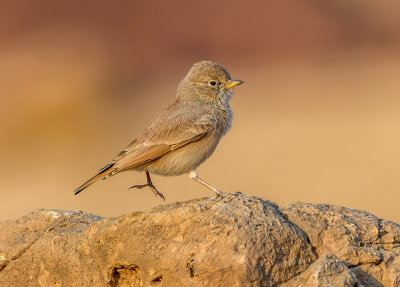 Desert lark