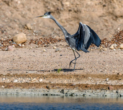 Grey heron