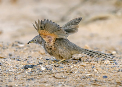 Arabian Babbler