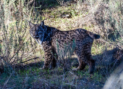 Iberian lynx - Andujar reserve