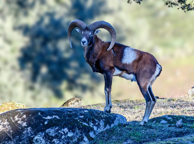 Iberian mountain goat