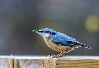 Nuthatch