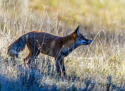 Iberian lynx quest and more