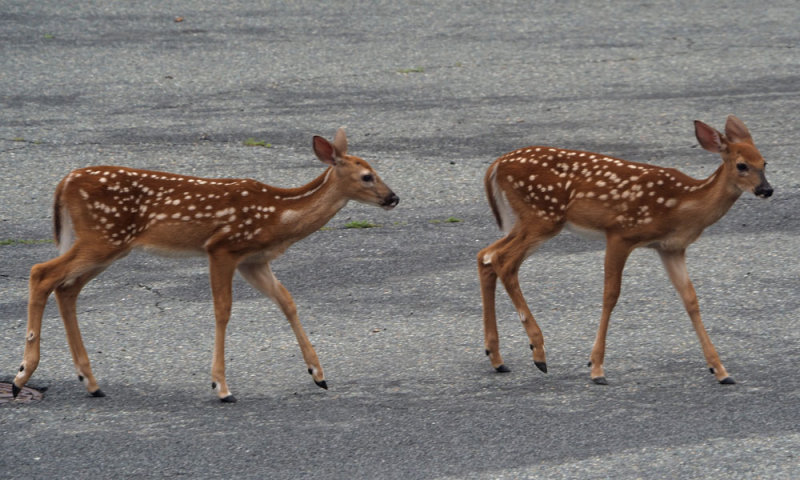 Two fawns in our cul-de-sac