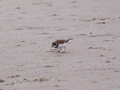 The bird on the beach