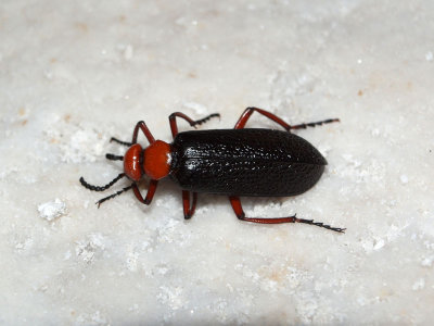 At master blister beetle at Badwater, Death Valley