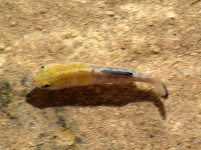 Pupfish in Salt Creek, Death Valley