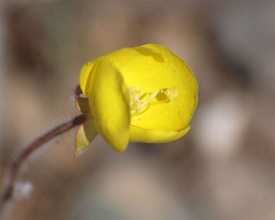 On the Beatty cutoff road, Death Valley