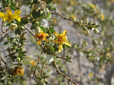 Flower of a Creosote bush (I think!), Mesquite Flat dunes, Death Valley