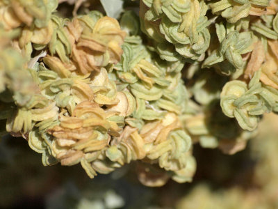 Desert Vegetation, Death Valley