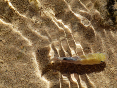 Pupfish in Salt Creek, Death Valley