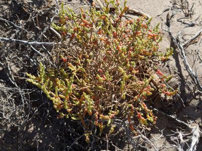 Pickleweed plant at Salt Creek, Death Valley