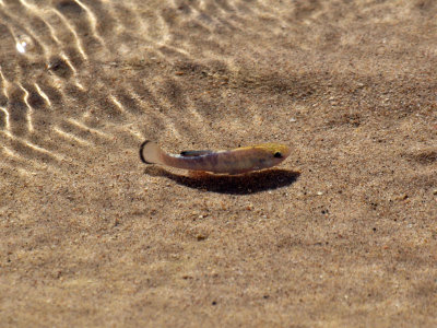 Endangered Pupfish in Salt Creek, Death Valley