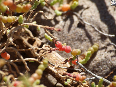 Closeup of Pickleweed at Salt Creek, Death Valley