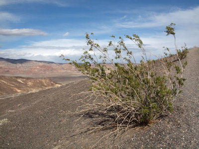 The wind blows on the slopes of Ubehebe Crater, Death Valley