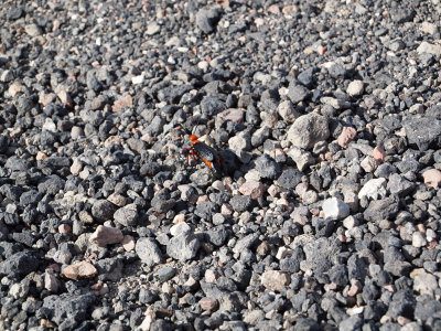 A beetle that survives the harsh circumstances of Death Valley