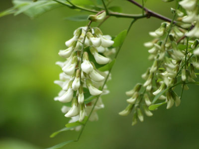 April 30th - I think this is black locust