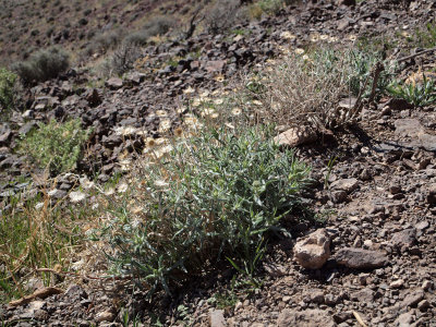 Unidentified desert plants up at Dante's View in Death Valley