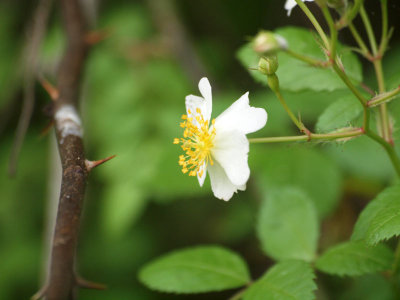 Rosa Multiflora