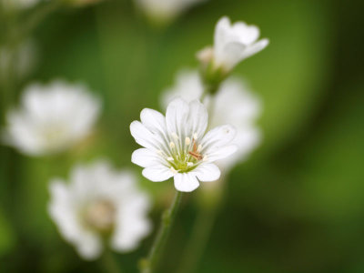 Field Chickweed