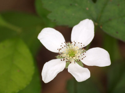 Strawberry flower?