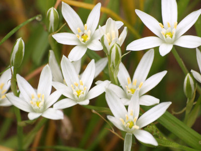 Nodding Star of Bethlehem, I believe