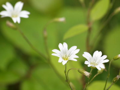 Field Chickweed