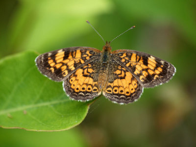 Pearl Crescent Butterfly