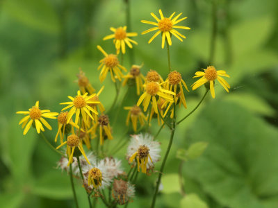 Golden ragwort