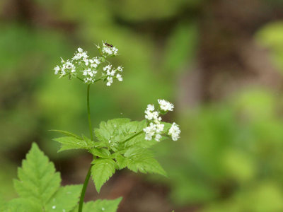 Sweet Cicely