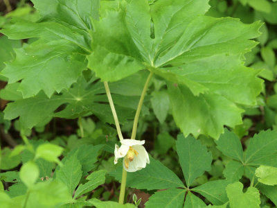 Mayapple