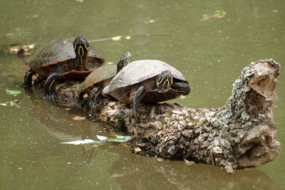 Three turtles