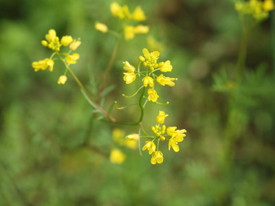 Could be American yellowrocket