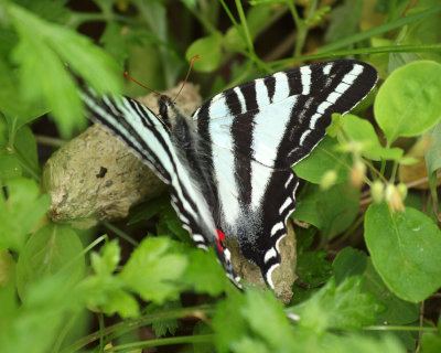 A Zebra Swallowtail