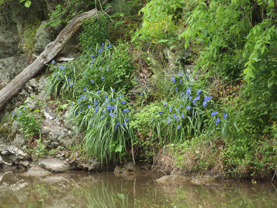 Flowers on the other side of the canal