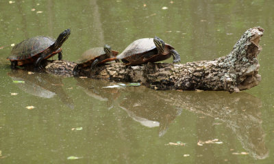 Three turtles and their reflections