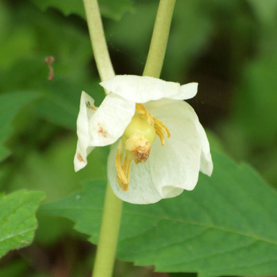 Mayapple flower