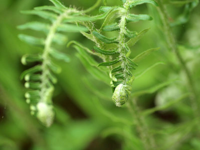 Ferns