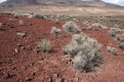 Desert vegetation, Death Valley