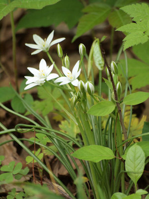 Budding Nodding Star of Bethlehem