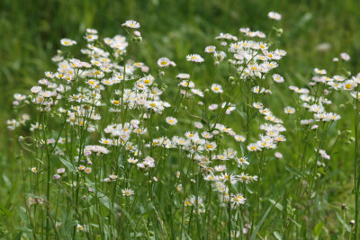 Field of flowers